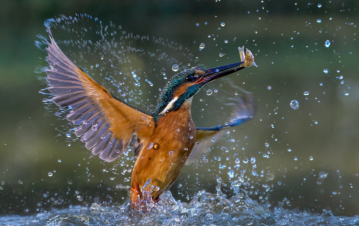 Kingfishers