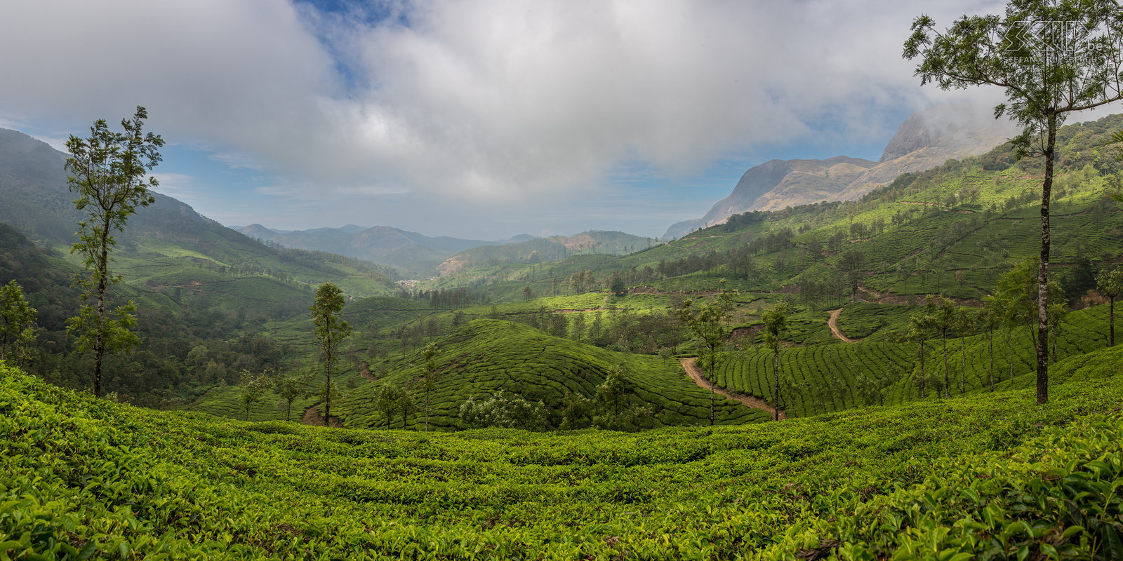 Munnar - Tea fields