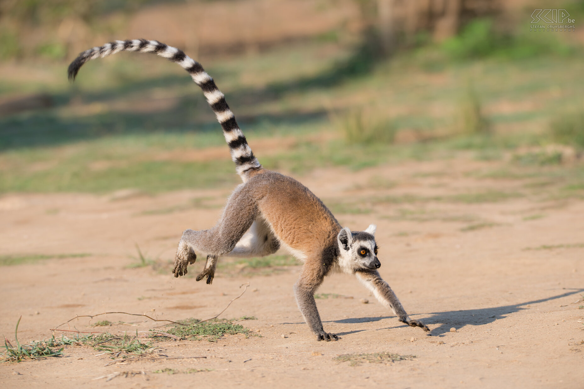 Anja - Running ring-tailed lemur