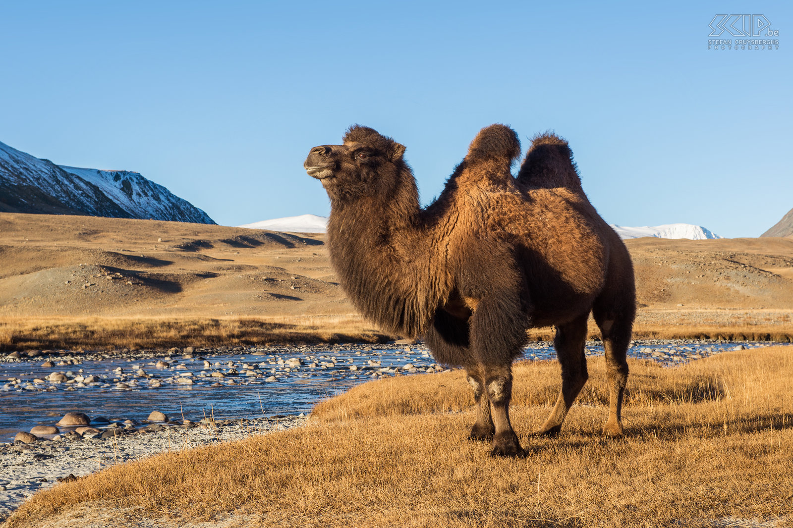 Altai Tavan Bogd - Camel