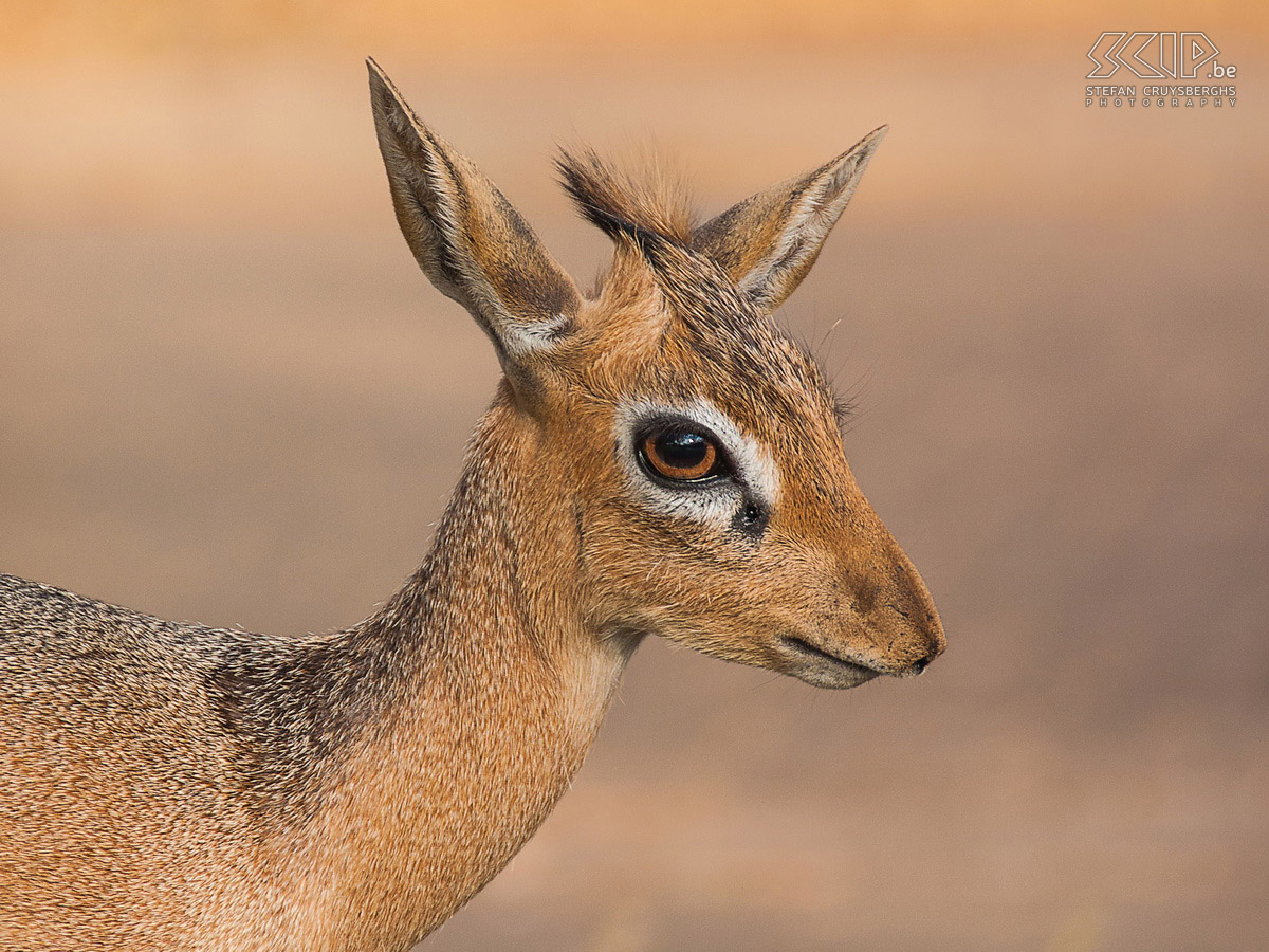 Waterberg - Damara dik-dik