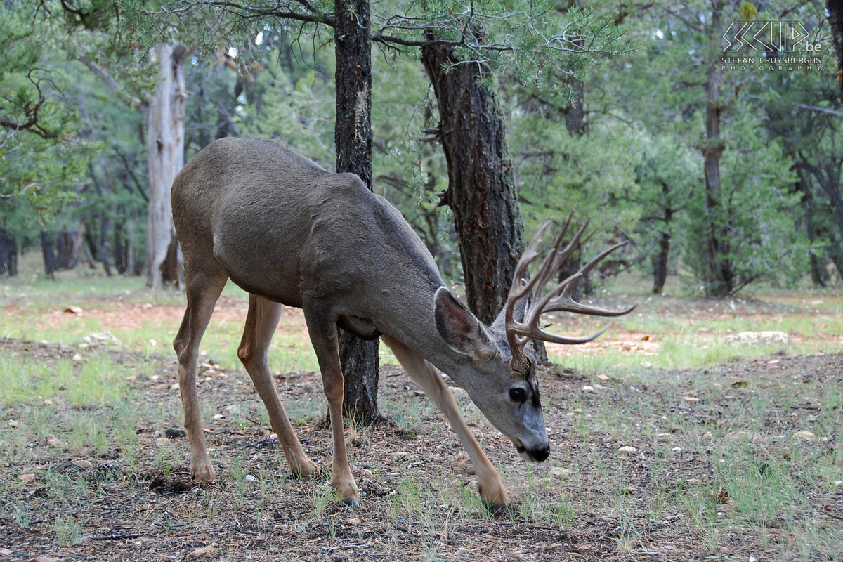 Grand Canyon - Mule Deer