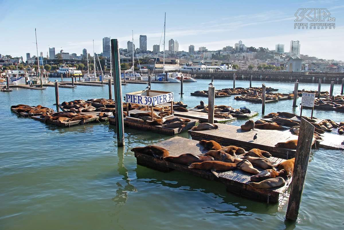 San Francisco - Pier 39 - Sealions