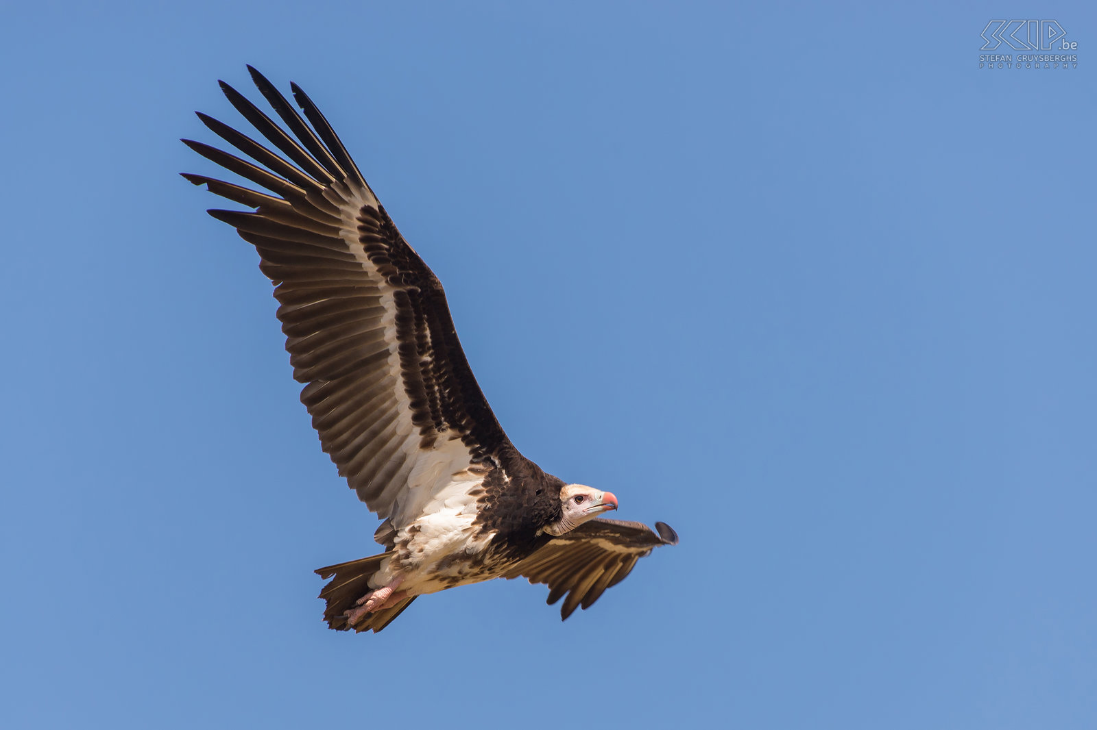 South Luangwa - White-headed vulture