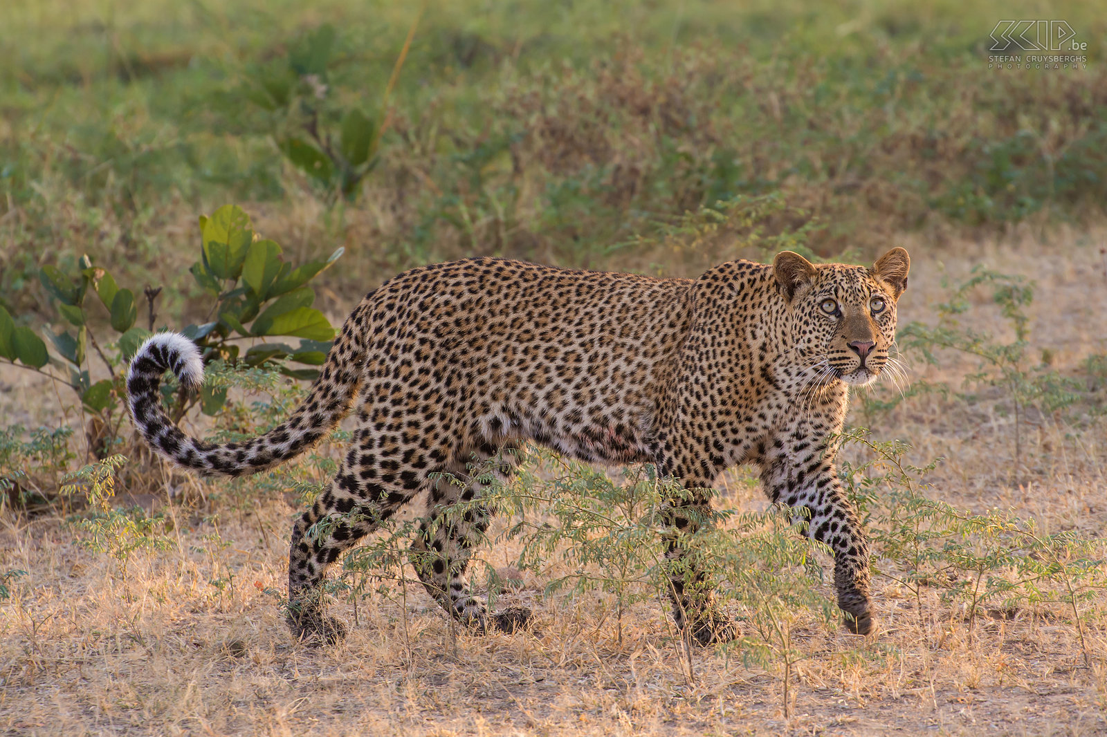 South Luangwa - Leopard