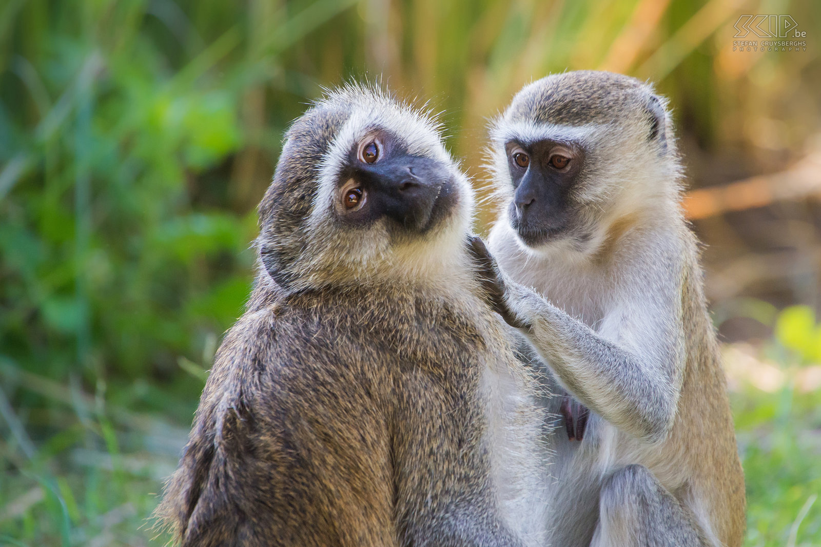 South Luangwa - Vervet monkeys